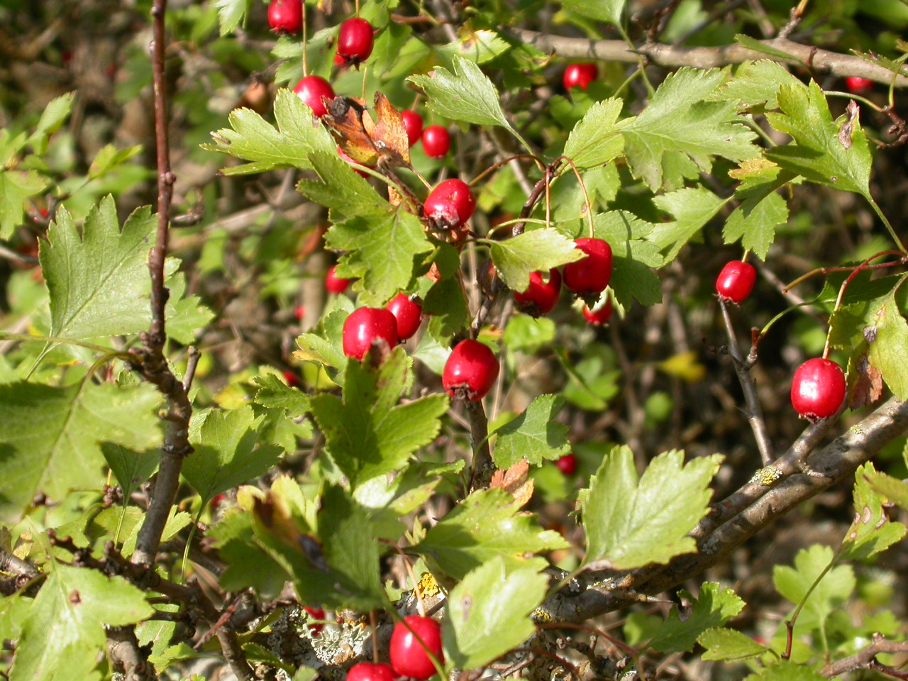Adi alıç, Geyik dikeni - Crataegus monogyna
